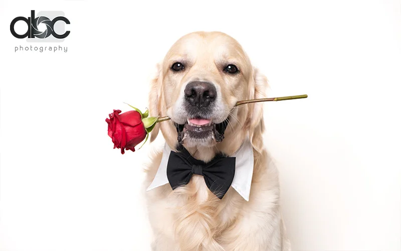 A dog propped with a bowtie holding a rose in his mouth