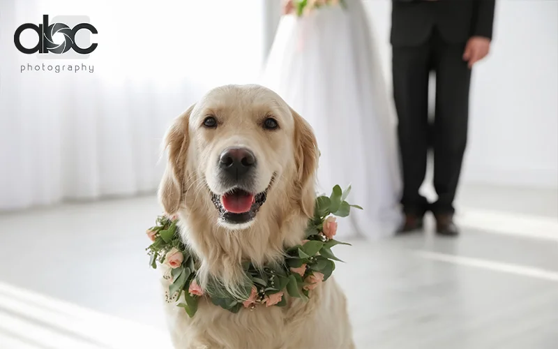 A golden retriever wearing wreath made of flowers at wedding space